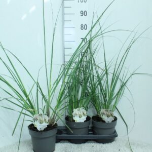 Cortaderia selloana Junior' P19
(3 Plants/Order)(19cmP 80cmH)