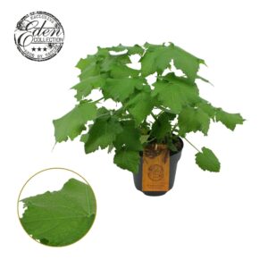 Sparmannia africana Sparmannia africana 17cm
(2 Plants/Order)(17cmP 50cmH)