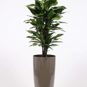 Dracaena Janet Lind "in Santorini Pot ""taupe"""
(1 Plants/Order)(33cmP 160cmH)