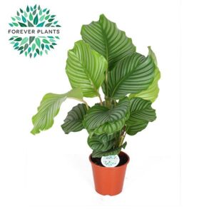 Calathea orbifolia Calathea Orbifolia p17
(6 Plants/Order)(17cmP 50cmH)