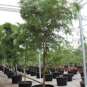 other plants Bucida buceras
(1 Plants/Order)(96cmP 500cmH)