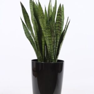 Sansevieria zeylanica "in Santorini ""antraciet"""
(1 Plants/Order)(29cmP 100cmH)