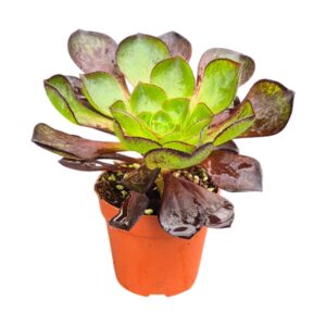Crassula Semponium Sienna
(5 Plants/Order)(7cmP 15cmH)