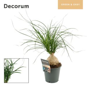 Nolina recurvata Beaucarnea ball 12 cm Green Easy)
(10 Plants/Order)(12cmP 30cmH)