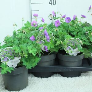 Geranium Rozanne
(6 Plants/Order)(17cmP 35cmH)
