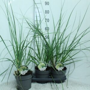Cortaderia selloana Pumila
(3 Plants/Order)(19cmP 80cmH)