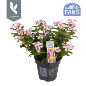 Catharanthus roseus Soirée Hot Pink Bubble Joy
(10 Plants/Order)(10.5cmP 22cmH)