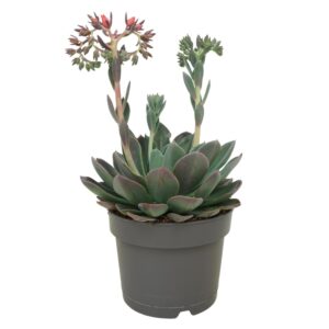 Echeveria Blue Prince 17 cm flowering met etiket
(3 Plants/Order)(17cmP 30cmH)
