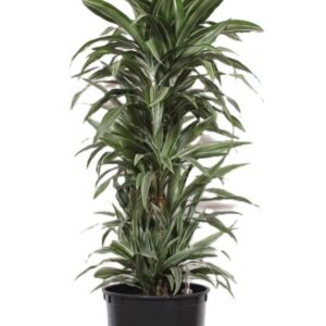 Dracaena Warneckei
(1 Plants/Order)(40cmP 150cmH)