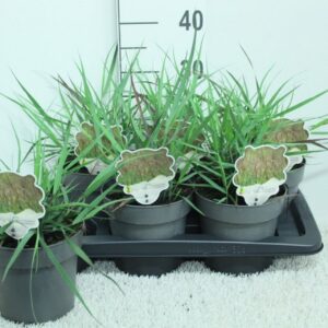 Panicum virgatum Blood Brothers P17
(6 Plants/Order)(17cmP 35cmH)