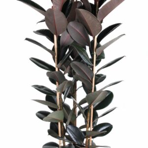 Ficus Elastica Abidjan Ficus Elastica Abidjan 3PP P40 (NO GAP)
(1 Plants/Order)(40cmP 170cmH)