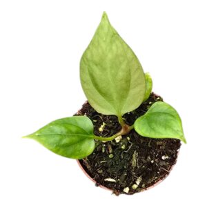 Anthurium Leaf Portillae
(2 Plants/Order)(7cmP 15cmH)