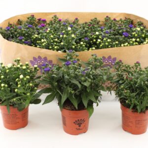 Aster Showmakers Mixtray
(15 Plants/Order)(10.5cmP 22cmH)