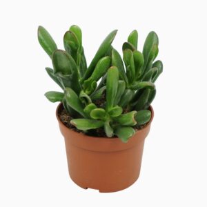 Crassula Horn Tree 10,5 cm
(10 Plants/Order)(10.5cmP 20cmH)