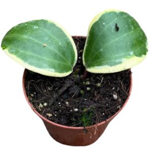 Hoya Latifolia Albomarginata Round Leaf
(14 Plants/Order)(8cmP 10cmH)