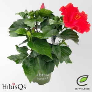 Hibiscus HibisQs® rosa-sinensis 'Eos' p13
(8 Plants/Order)(13cmP 35cmH)