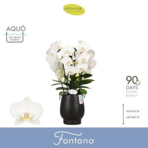 Phalaenopsis white more Ripsen Fontano Bellagio 5 spike in Abruzzo Black Aquo
(3 Plants/Order)(12cmP 50cmH)