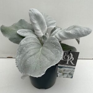 Senecio Senecio 'Angel Wings'
(1 Plants/Order)(23cmP 20cmH)