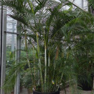 Chrysalidocarpus Dypsis lutescens (Areca)
(1 Plants/Order)(80cmP 375cmH)