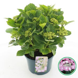 Hydrangea macrophylla teller pink C5 (23cm.) Kn.
(1 Plants/Order)(23cmP 45cmH)