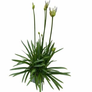 Agapanthus Blue Triumphator Crystal
(1 Plants/Order)(17cmP 65cmH)