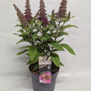Buddleja Buddleja Buddleja 'Butterfly Candy' Cerise' 17 cm
(1 Plants/Order)(17cmP 40cmH)