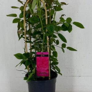 Rosa Sparkling Select Rosa Sparkling 'select' p22
(1 Plants/Order)(22cmP 70cmH)