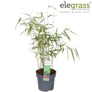 Fargesia Asian Wonder scab. P14
(6 Plants/Order)(14cmP 70cmH)