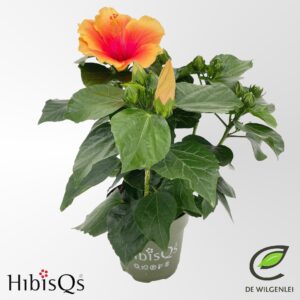 Hibiscus HibisQs® rosa-sinensis 'Apollo Sunrise' p13
(8 Plants/Order)(13cmP 35cmH)
