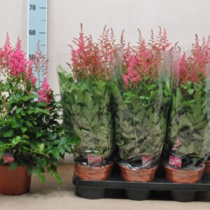 Astilbe Arendsii Grp Lara Astilbe Lara
(6 Plants/Order)(15cmP 50cmH)
