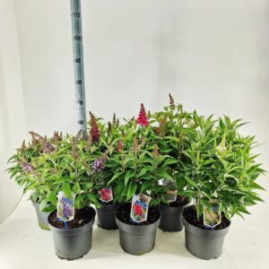 Buddleja Butterfly Candy mixed d. P23 (minimum order one layer)
(1 Plants/Order)(23cmP 50cmH)