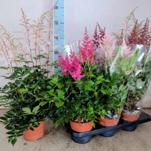 Astilbe Astilbe mix
(6 Plants/Order)(15cmP 55cmH)
