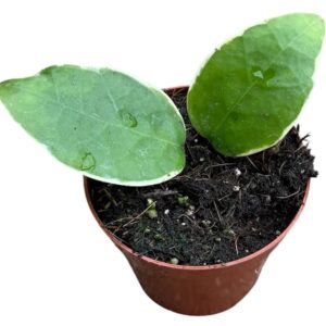 Hoya Verticillata Panglay Variegata
(14 Plants/Order)(8cmP 10cmH)