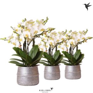 Phalaenopsis Lausanne Blossom 6 spike in Groove Pot silver
(3 Plants/Order)(12cmP 40cmH)