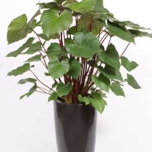 Homalomena Maggy Homalomena 'Maggy' in Santorini Pot "antraciet"
(1 Plants/Order)(33cmP 170cmH)