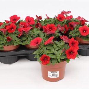 Petunia Famous Red Surfinia
(8 Plants/Order)(13cmP 15cmH)