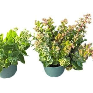 Sedum other in Types
(1 Plants/Order)(17cmP 25cmH)