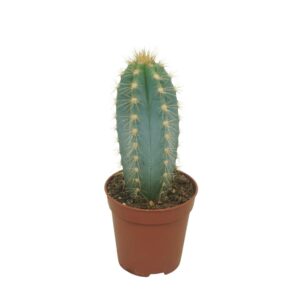 Pilosocereus pachycladus azureus 5,5 cm
(20 Plants/Order)(5.5cmP 8cmH)