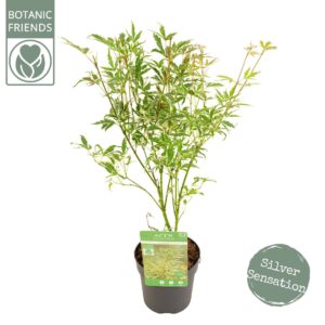 Acer palmatum Butterfly Acer palm. 'Butterfly'
(12 Plants/Order)(10cmP 40cmH)