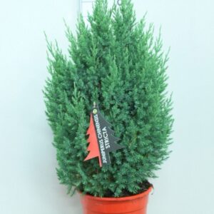 Juniperus chinensis Stricta Juniperus chinensis 'Stricta' P24 potgekweekt
(1 Plants/Order)(24cmP 85cmH)