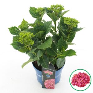 Hydrangea macrophylla other Royalty® 'Wizard'® C3.5 (20cm.) Kn.
(1 Plants/Order)(20cmP 40cmH)