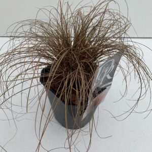 Carex comans Bronze Form
(6 Plants/Order)(17cmP 30cmH)