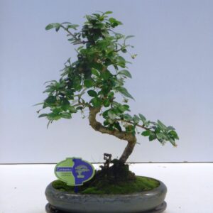 Bonsai Carmona macrophylla, 24cm., shape, with drip tray
(4 Plants/Order)(24cmP 35cmH)