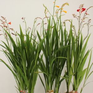 Crocosmia mix
(1 Plants/Order)(19cmP 90cmH)