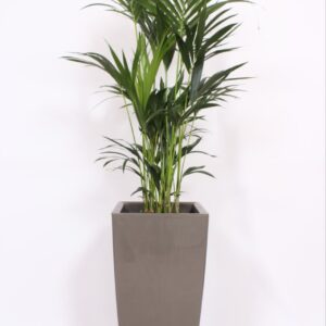 Howea forsteriana "in Piza Pot ""taupe"""
(1 Plants/Order)(40cmP 200cmH)