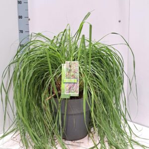 Pennisetum alopecuroides Black Beauty'
(1 Plants/Order)(29cmP 65cmH)