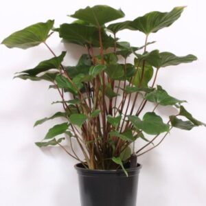 Homalomena Maggy Homalomena rubescens Maggy
(1 Plants/Order)(32cmP 110cmH)