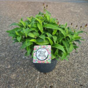Tricyrtis formosana Tricyrtis formosana P 17
(6 Plants/Order)(17cmP 35cmH)