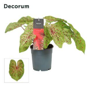 Caladium Bicolor
(10 Plants/Order)(12cmP 25cmH)