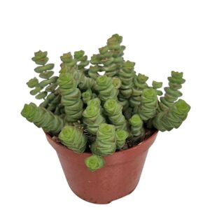 Crassula marnieriana Hottentot
(12 Plants/Order)(9cmP 10cmH)